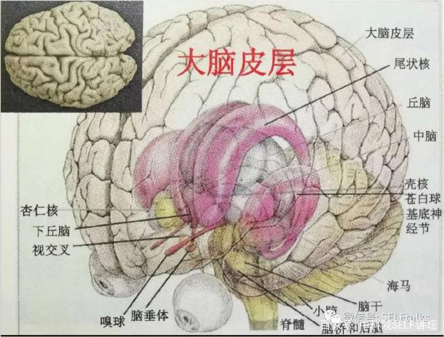 中國腦健康日關(guān)注“頭”等大事,中國腦科技的未來是什么?