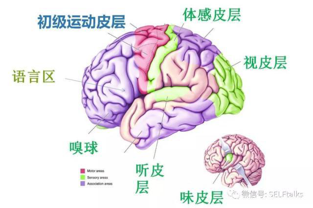 中國腦健康日關(guān)注“頭”等大事,中國腦科技的未來是什么?